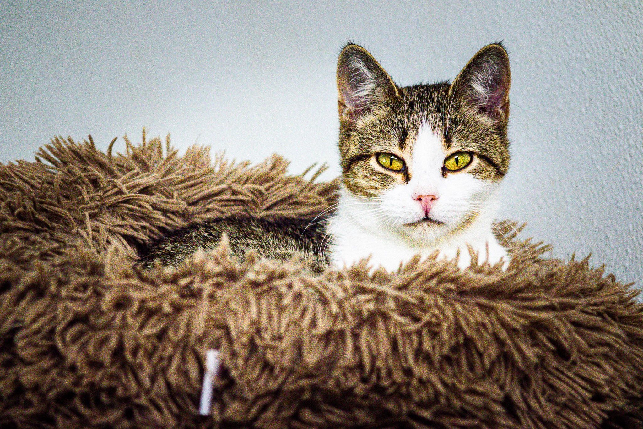Paws4Life Humane Shelter in Tiger, GA