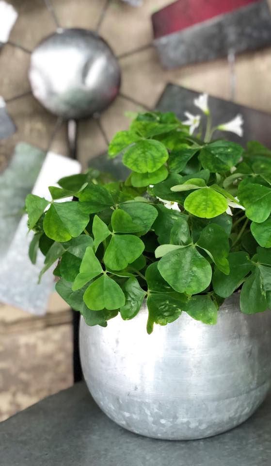 Belwood Nursery & Greenhouses in Calhoun, GA