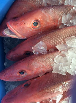 Atkins Seafood in Waxahachie, TX (4)
