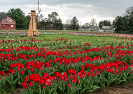 White House Fruit Farm Inc in Canfield, OH (3)