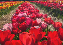 White House Fruit Farm Inc in Canfield, OH (4)