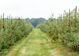 White House Fruit Farm Inc in Canfield, OH (5)