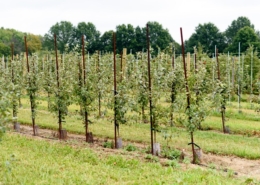 White House Fruit Farm Inc in Canfield, OH (6)