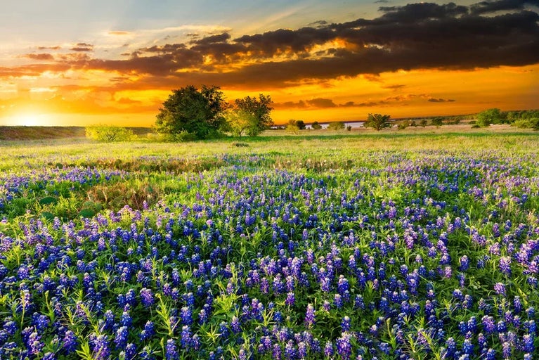 Andrew Clark - Denton County Realtor in Denton, TX (3)