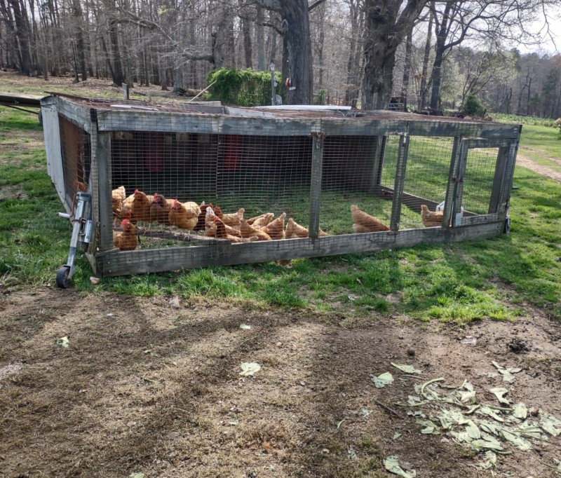 Pine Knot Farms in Hurdle Mills, NC (4)