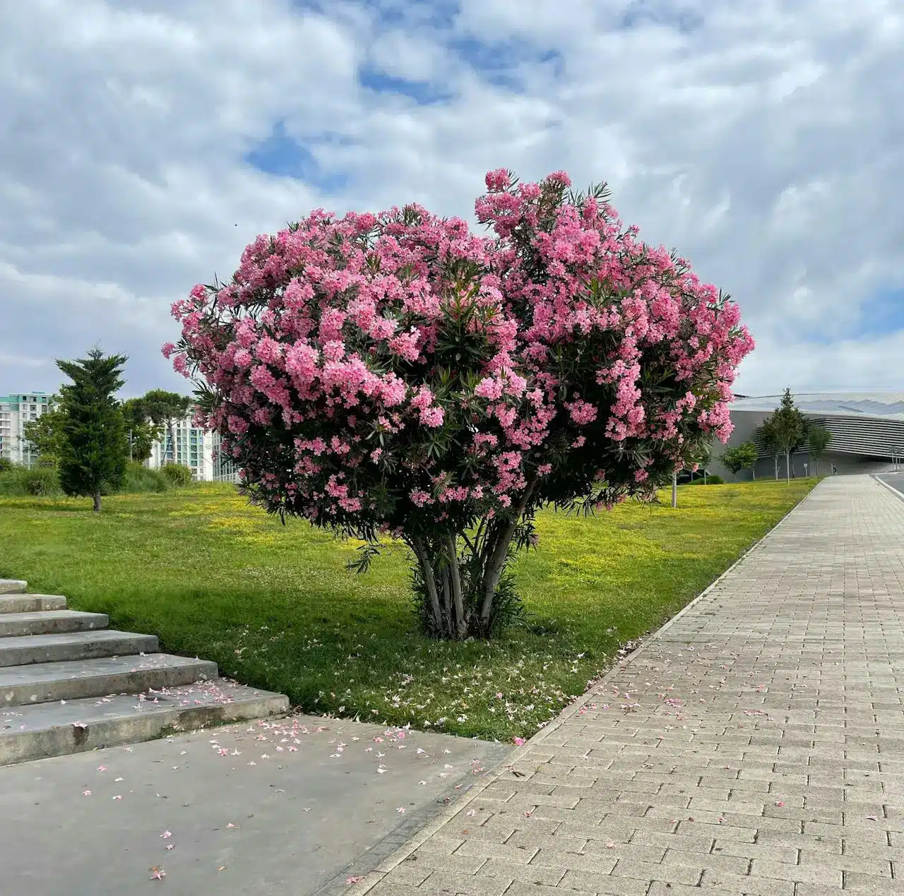 Master Pavers and Landscaping in Antelope, CA (2)