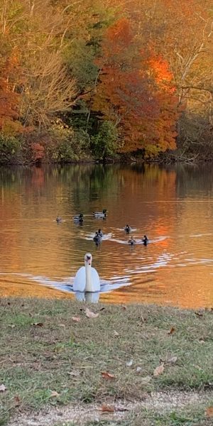 The Gray Goose in Ligonier, PA (2)