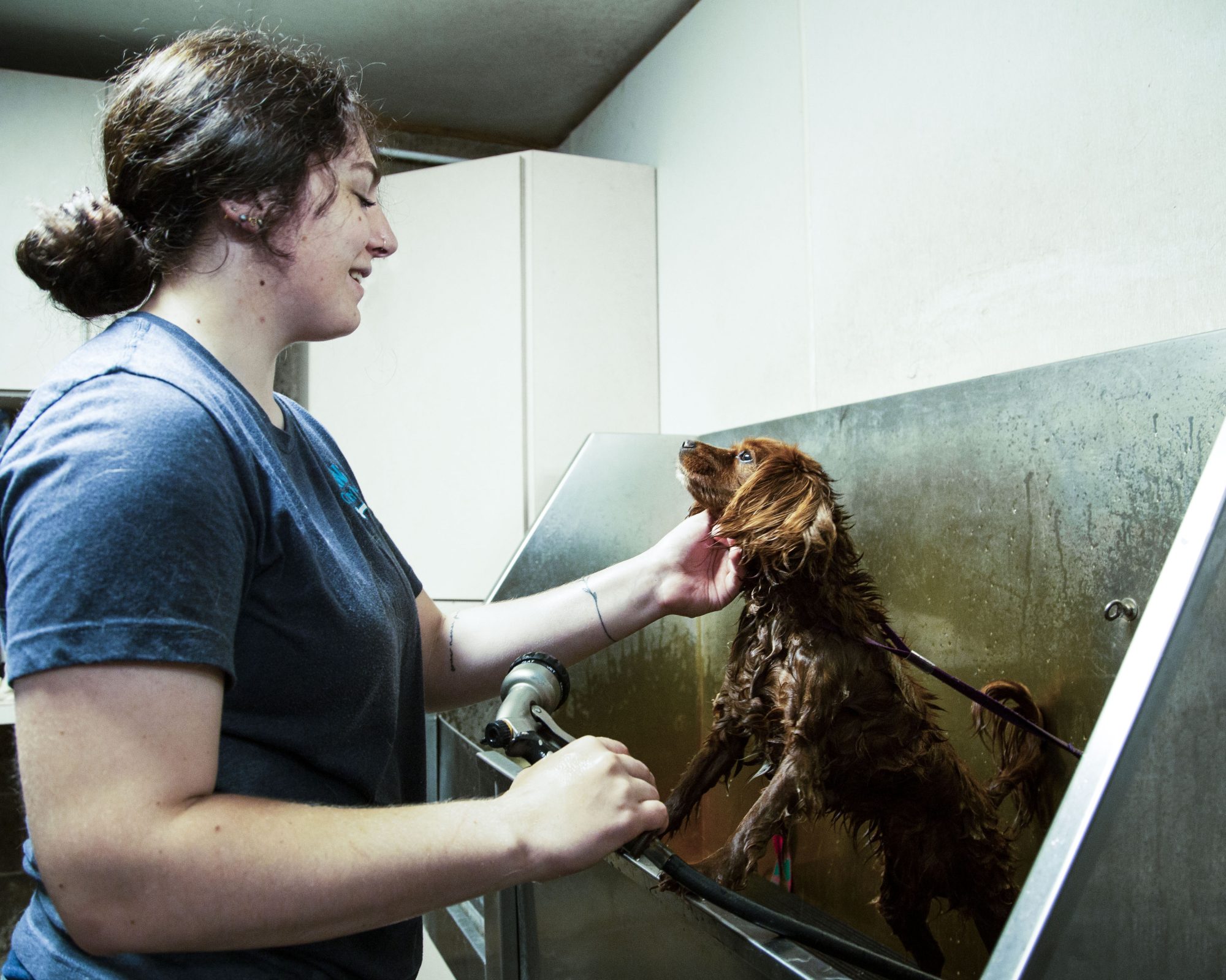 Law's Country Kennel in Roanoke, IN (2)