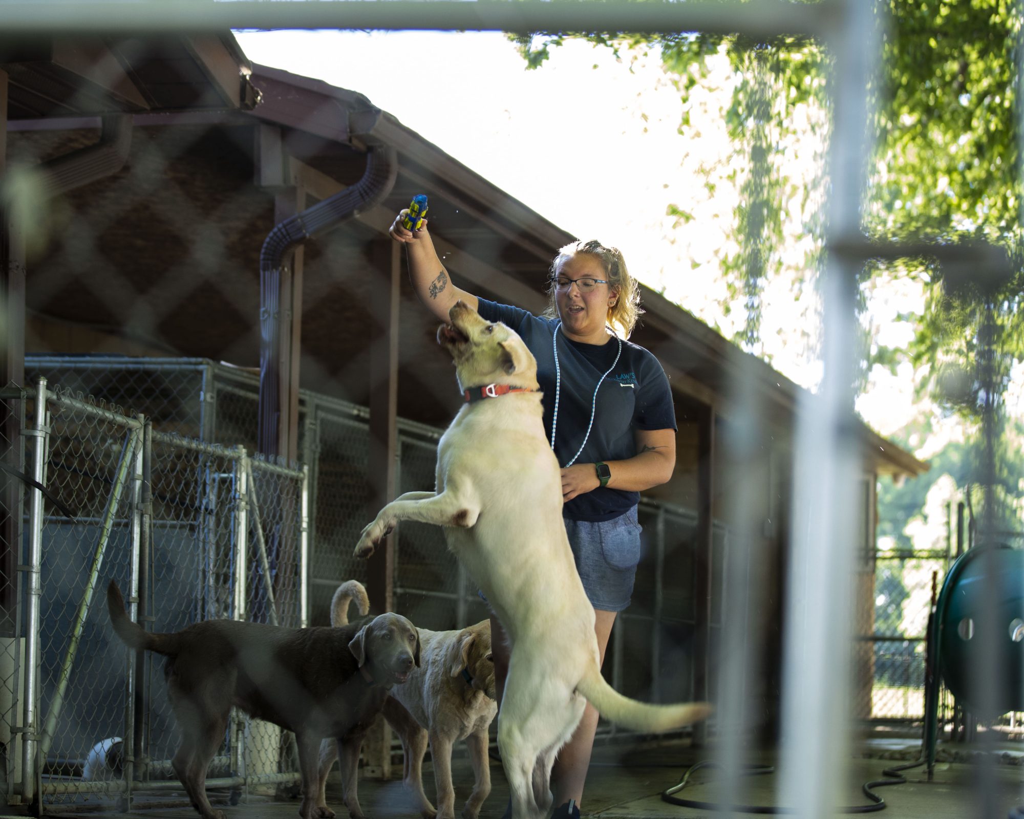 Law's Country Kennel in Roanoke, IN (3)