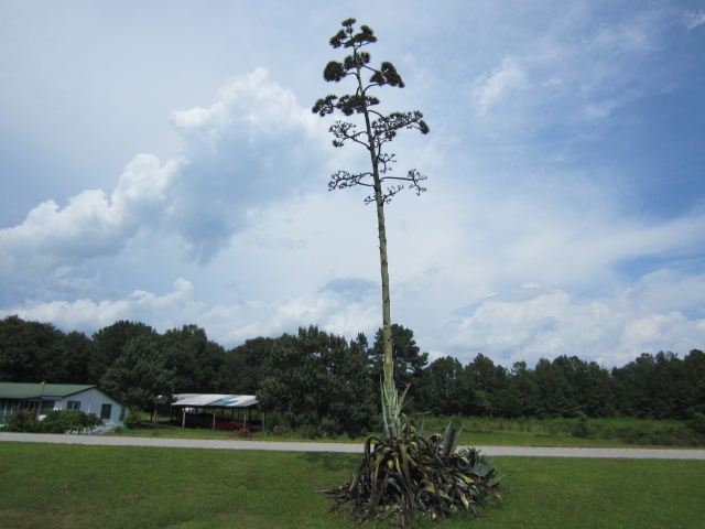 S&B Farm in Eufaula, AL (5)