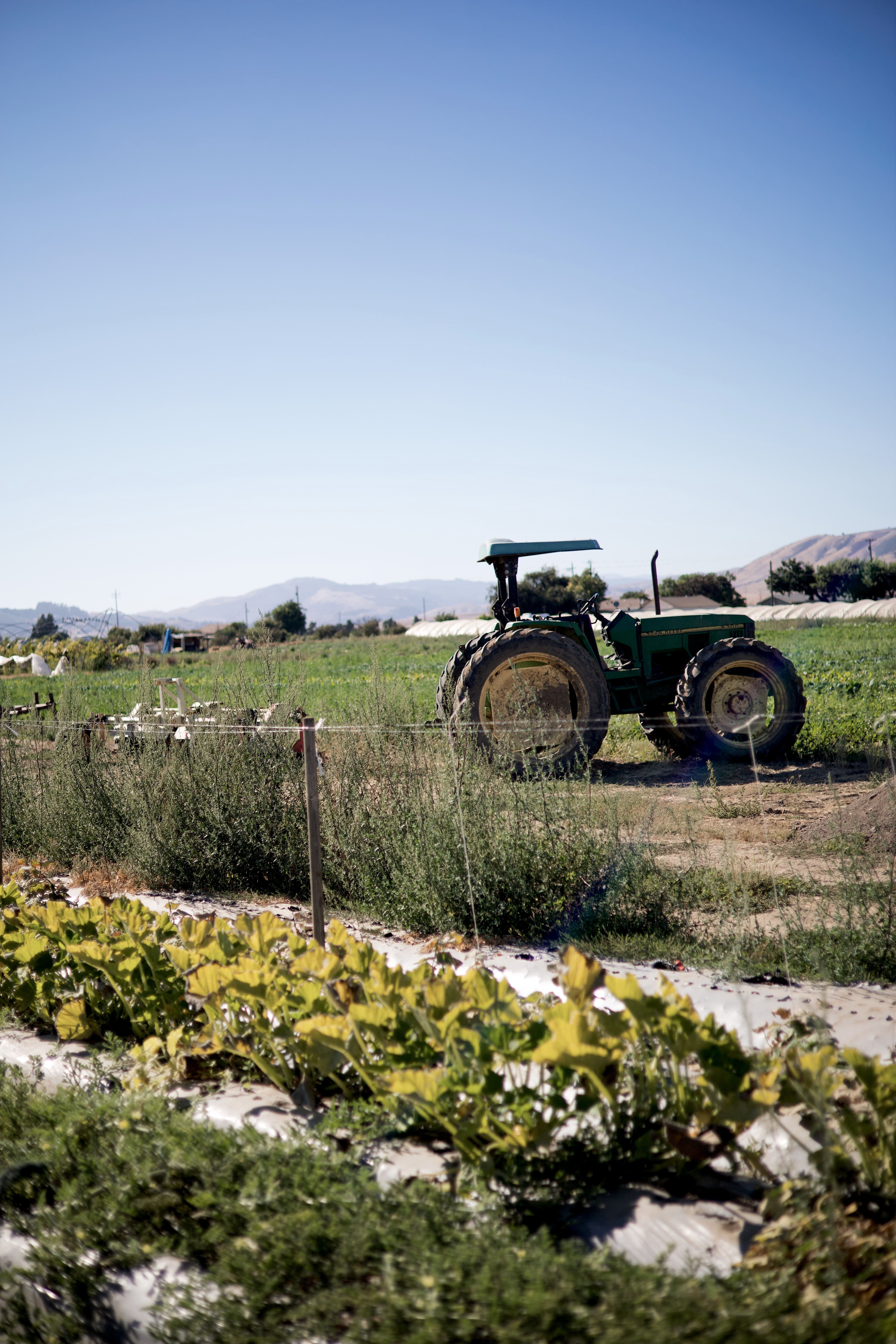Cultiva in San Juan Bautista, CA (2)