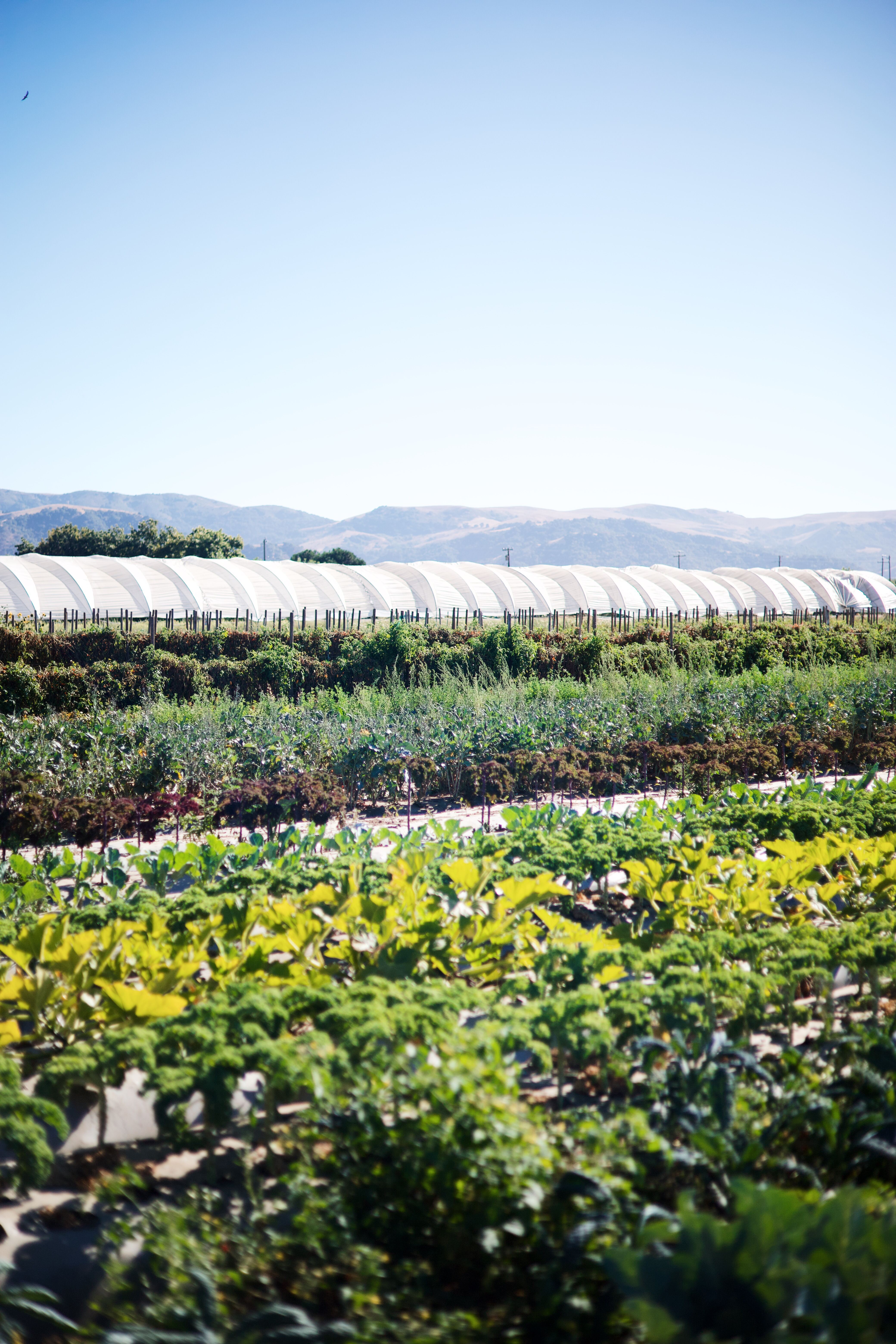 Cultiva in San Juan Bautista, CA (3)