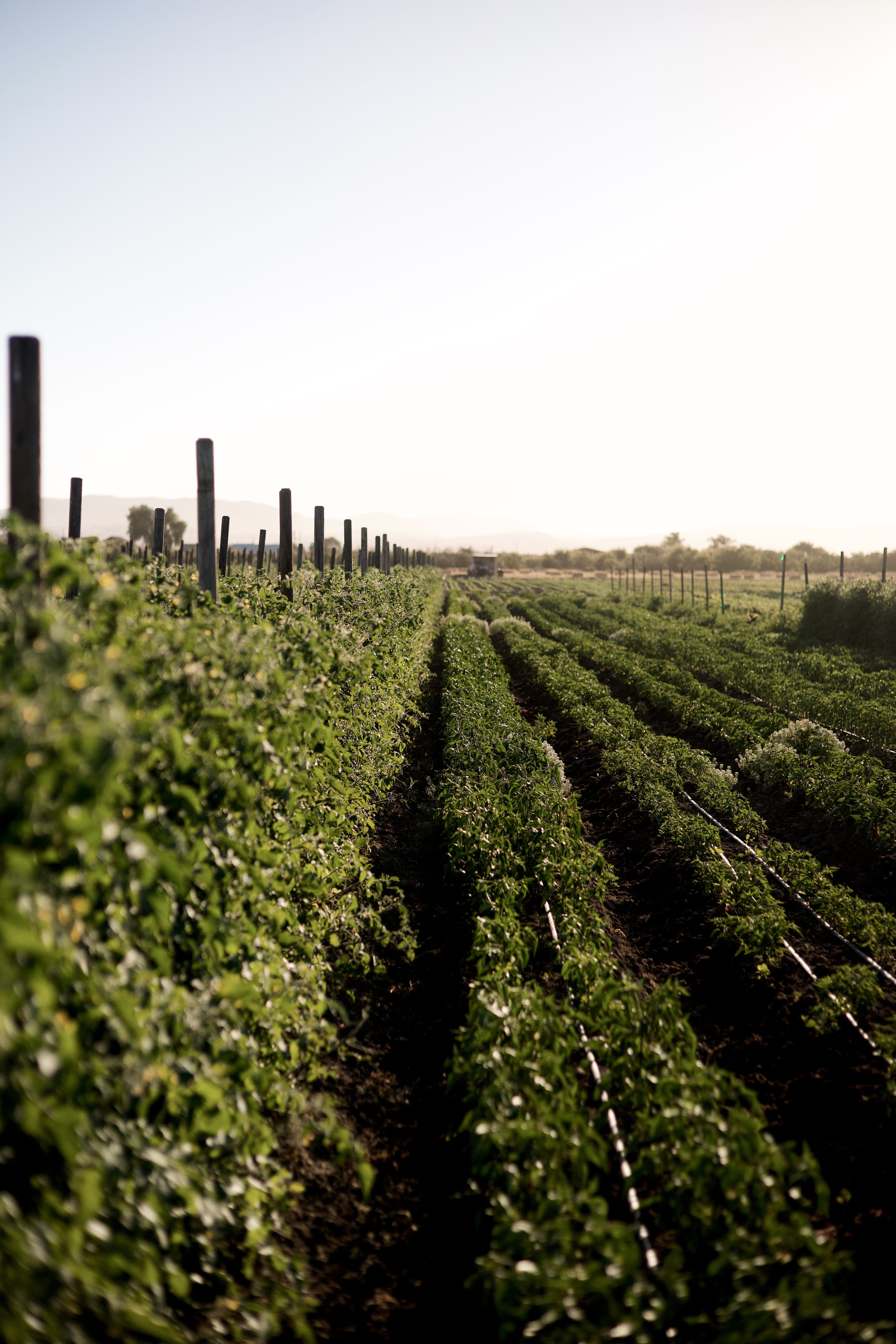 Cultiva in San Juan Bautista, CA (4)