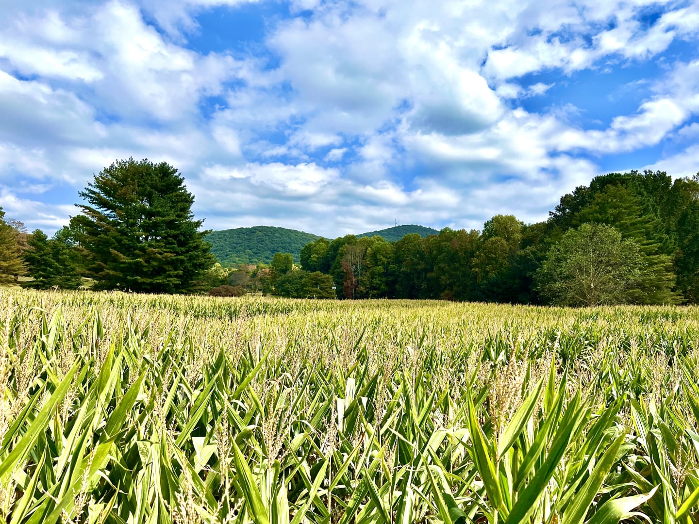 Norton Mountain Properties in Clarkesville, GA (3)
