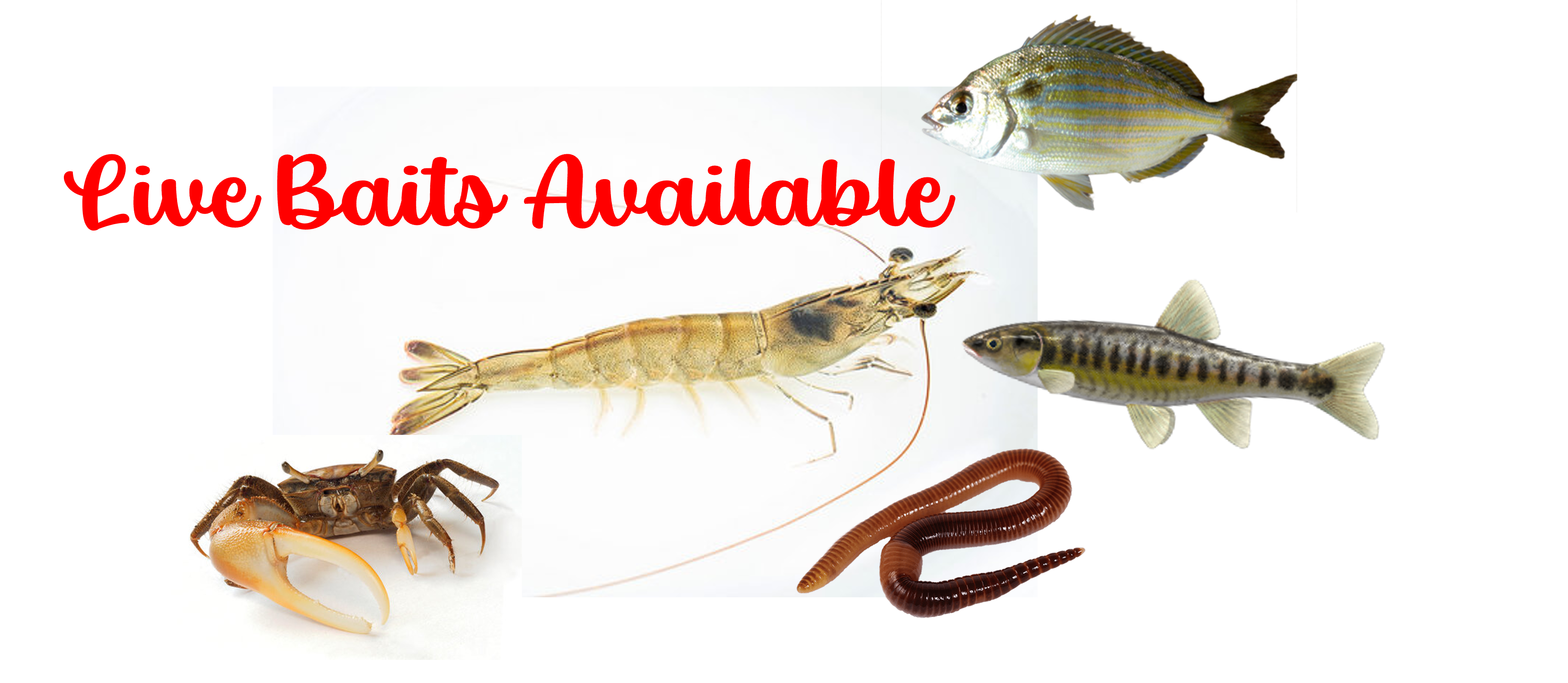 Niceville Bait and Tackle in Valparaiso, FL