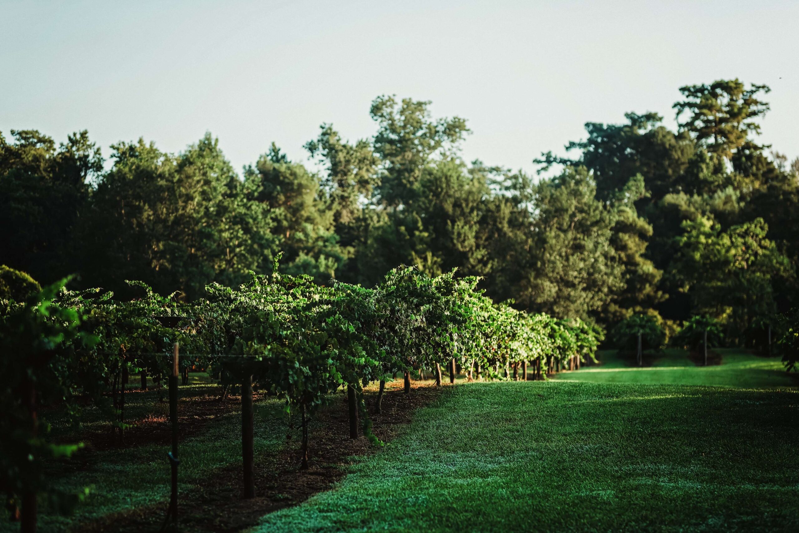 Free State Cellars in Orange, TX (3)