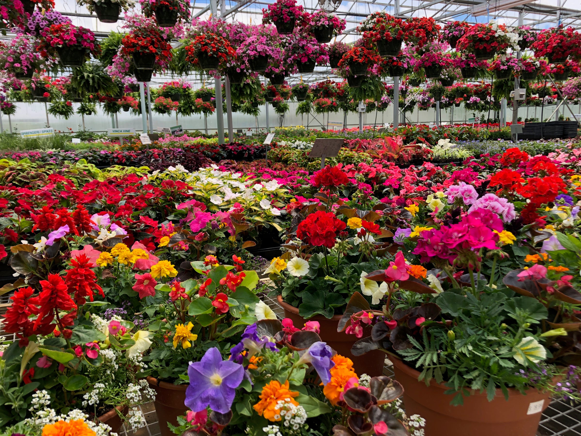 Pot-Luck Greenhouse in Wilmington, OH (2)