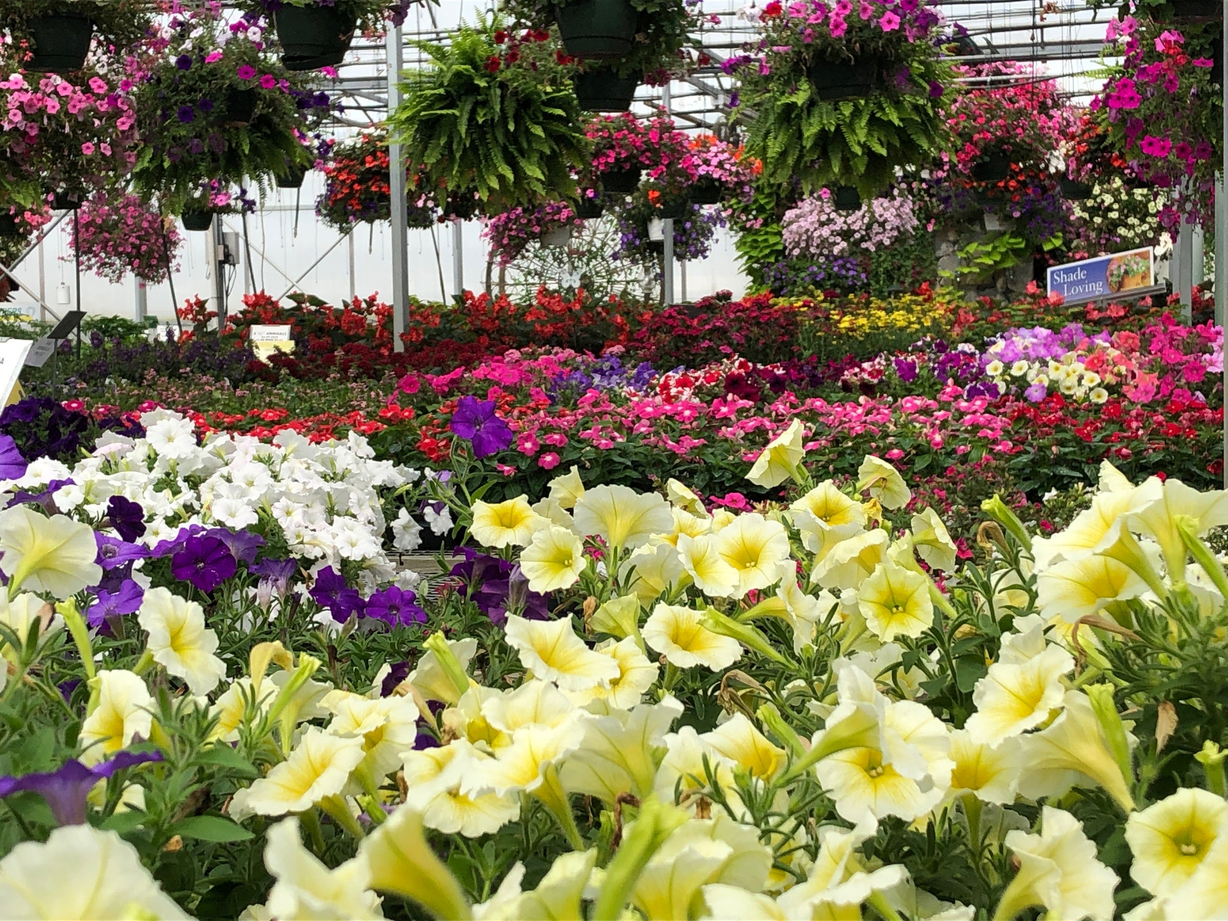 Pot-Luck Greenhouse in Wilmington, OH (3)