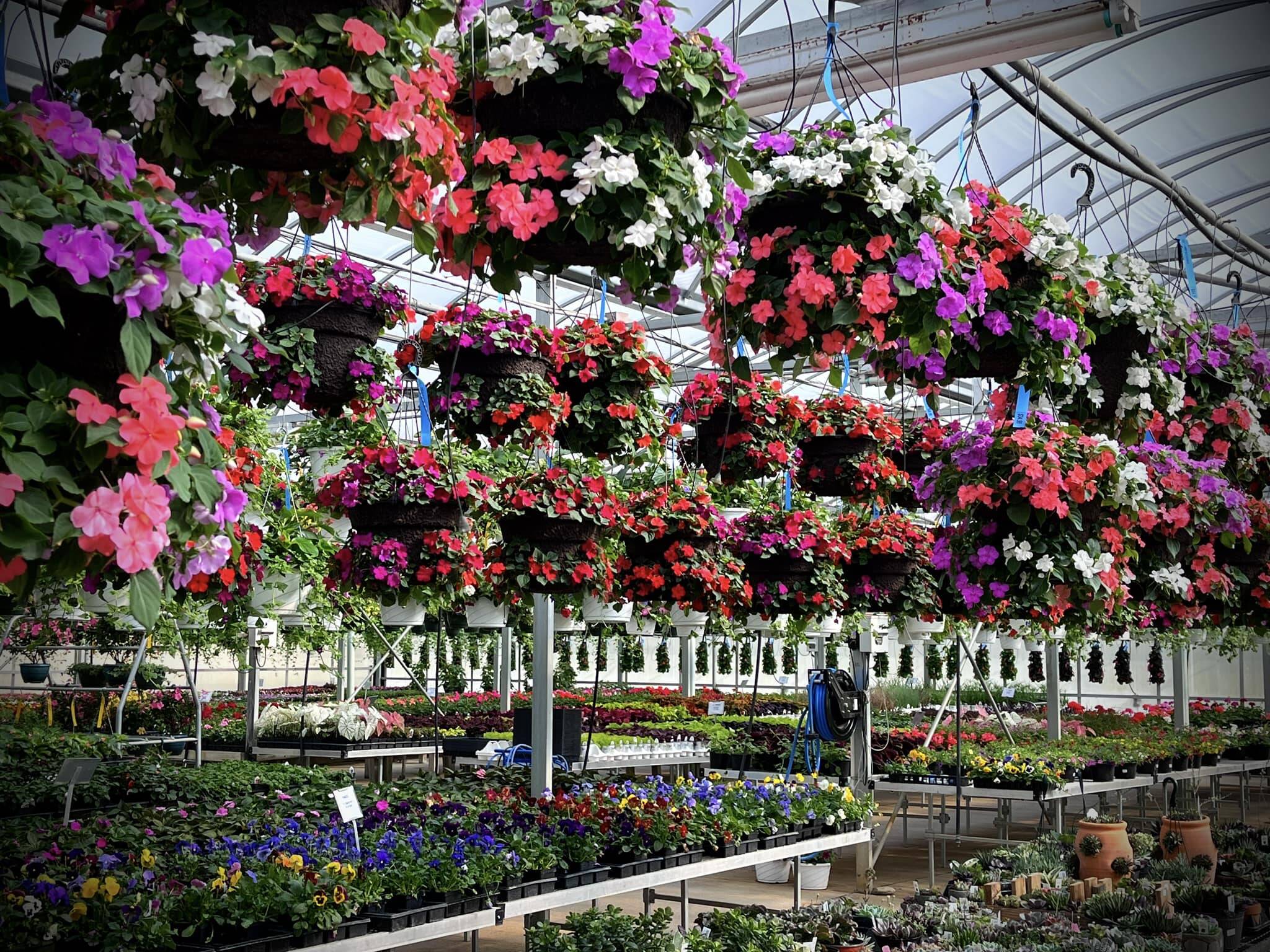 Pot-Luck Greenhouse in Wilmington, OH (4)