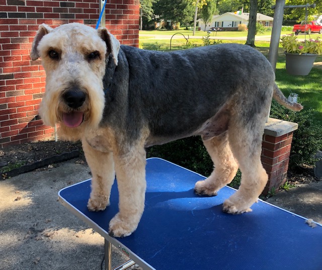 Megan's Dog Grooming LLC in Stow, OH