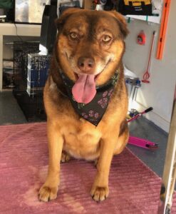 Megan's Dog Grooming LLC in Stow, OH (2)
