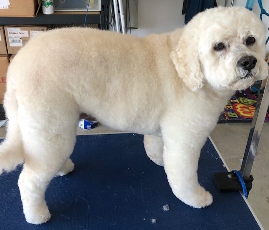 Megan's Dog Grooming LLC in Stow, OH (3)