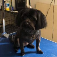 Megan's Dog Grooming LLC in Stow, OH (4)
