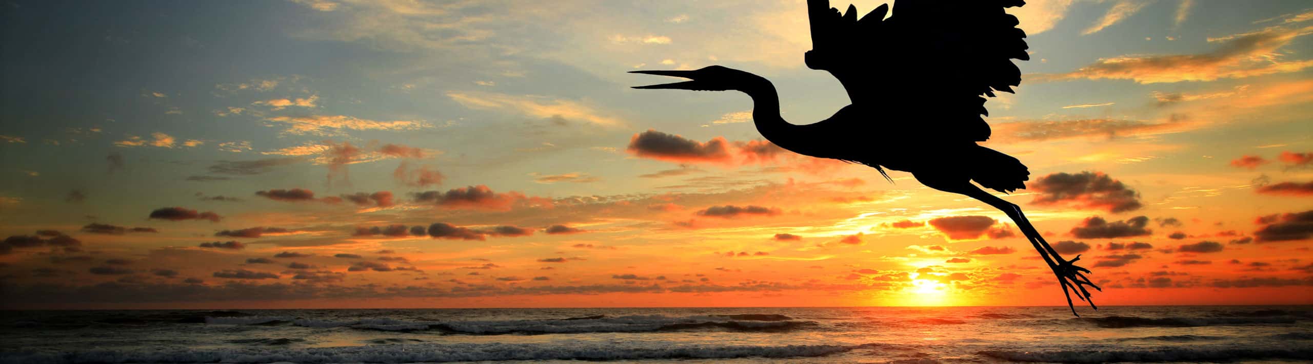 Simone Grace - REALTOR/Broker, Coldwell Banker Seacoast Advantage in Carolina Beach, NC (5)