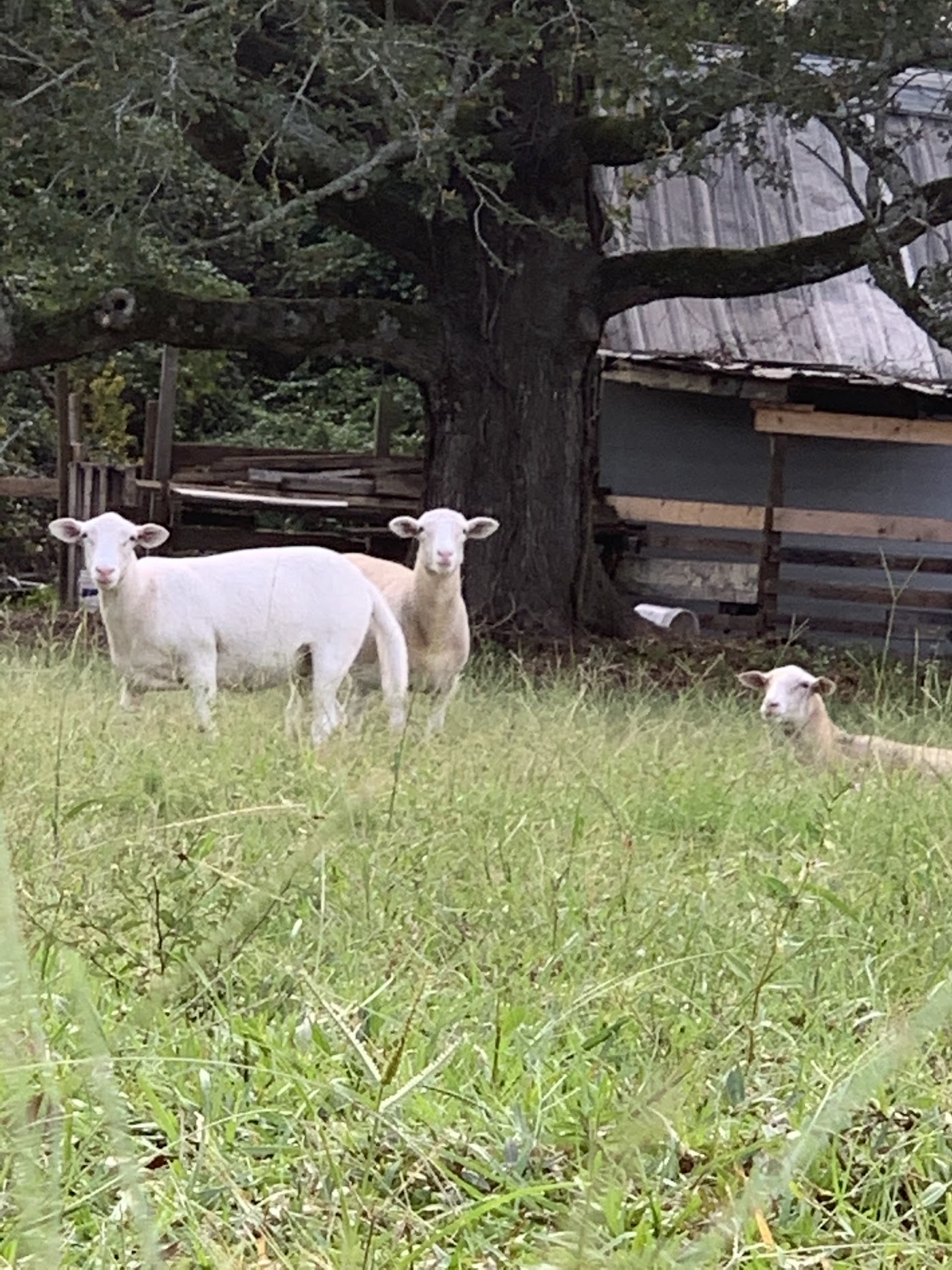 D.A.N's Farm Fresh Produce in Whiteville, NC (3)