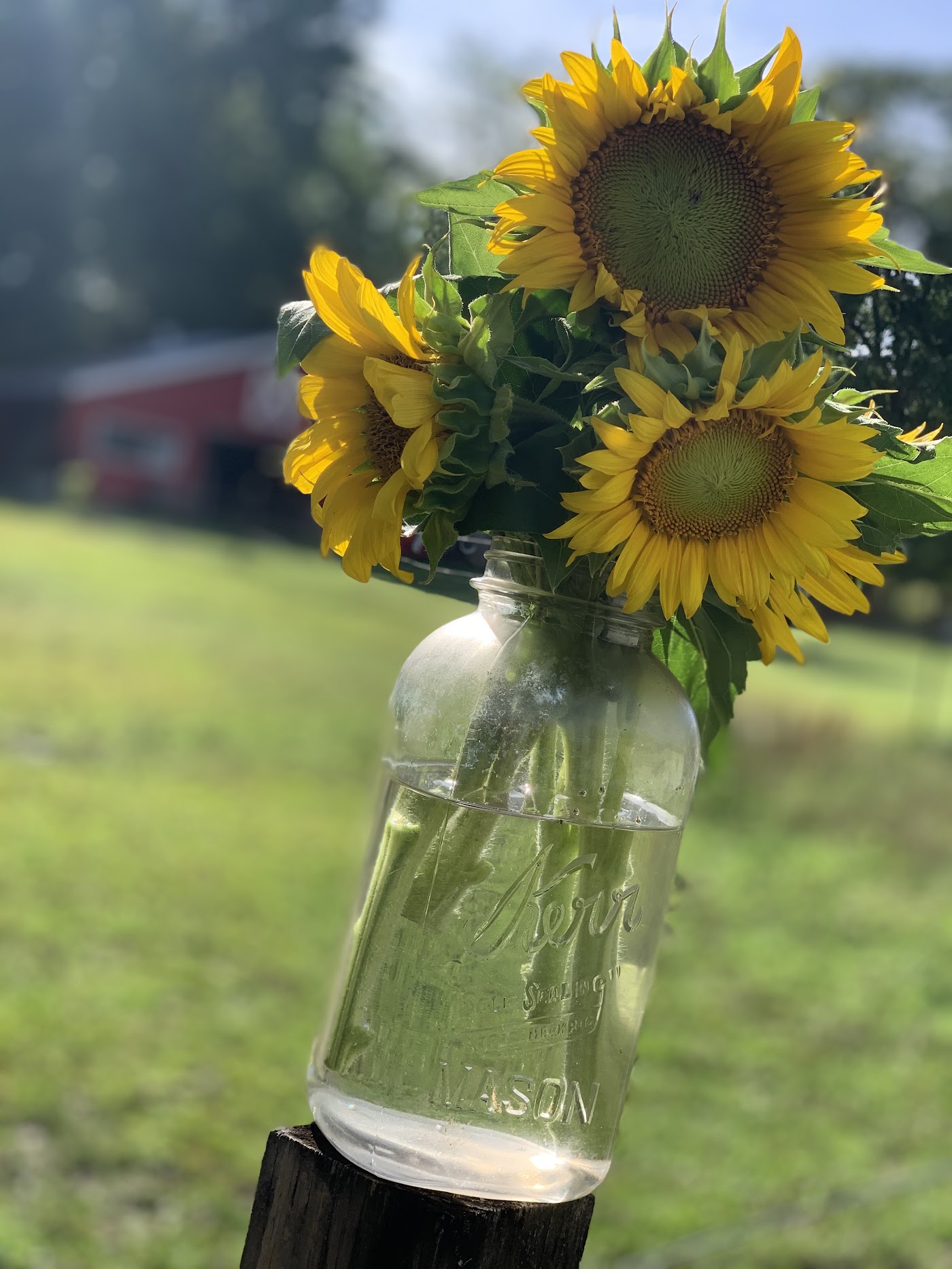 D.A.N's Farm Fresh Produce in Whiteville, NC (4)