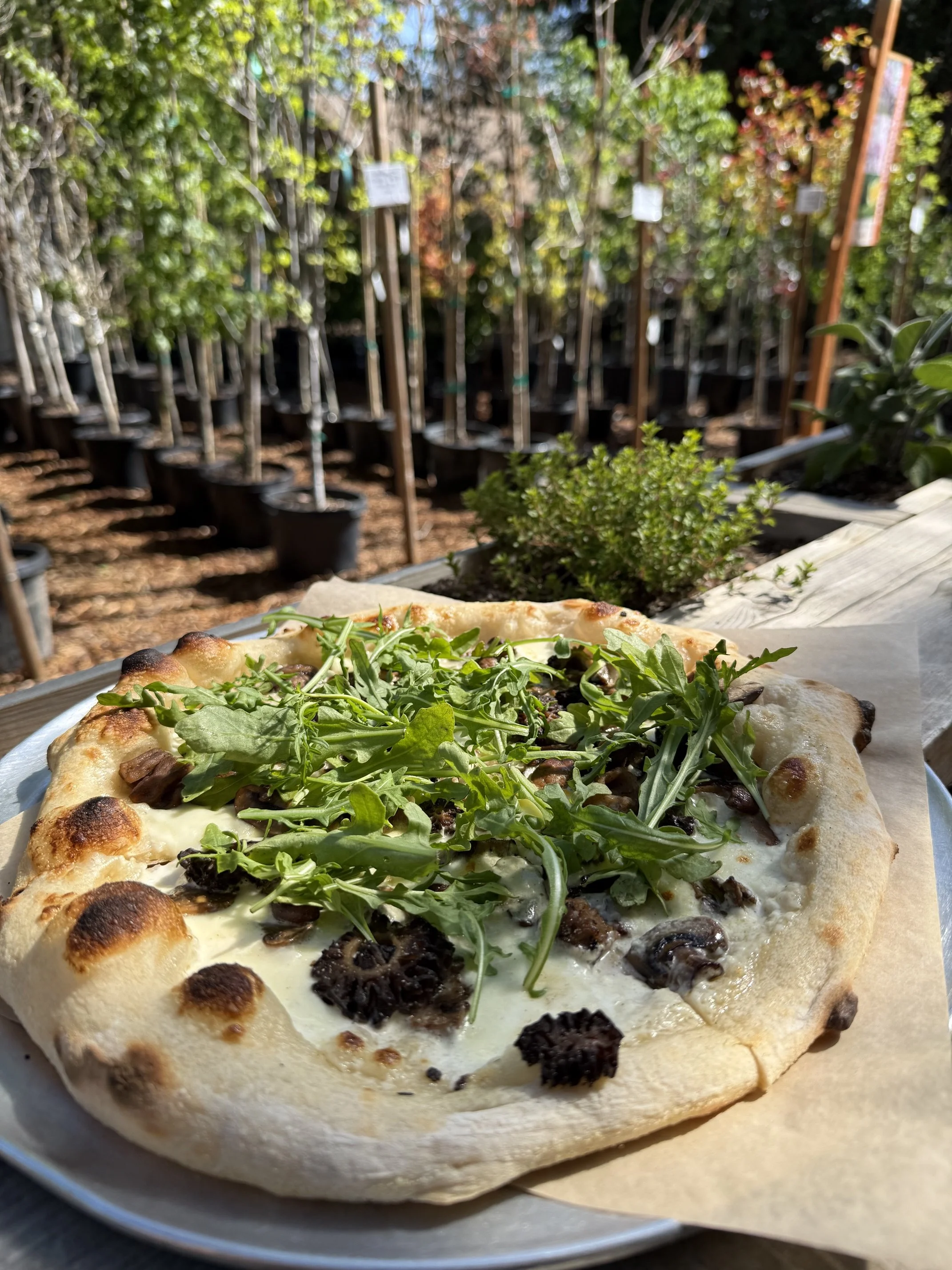 The Garden Tap in Mt Shasta, CA (3)
