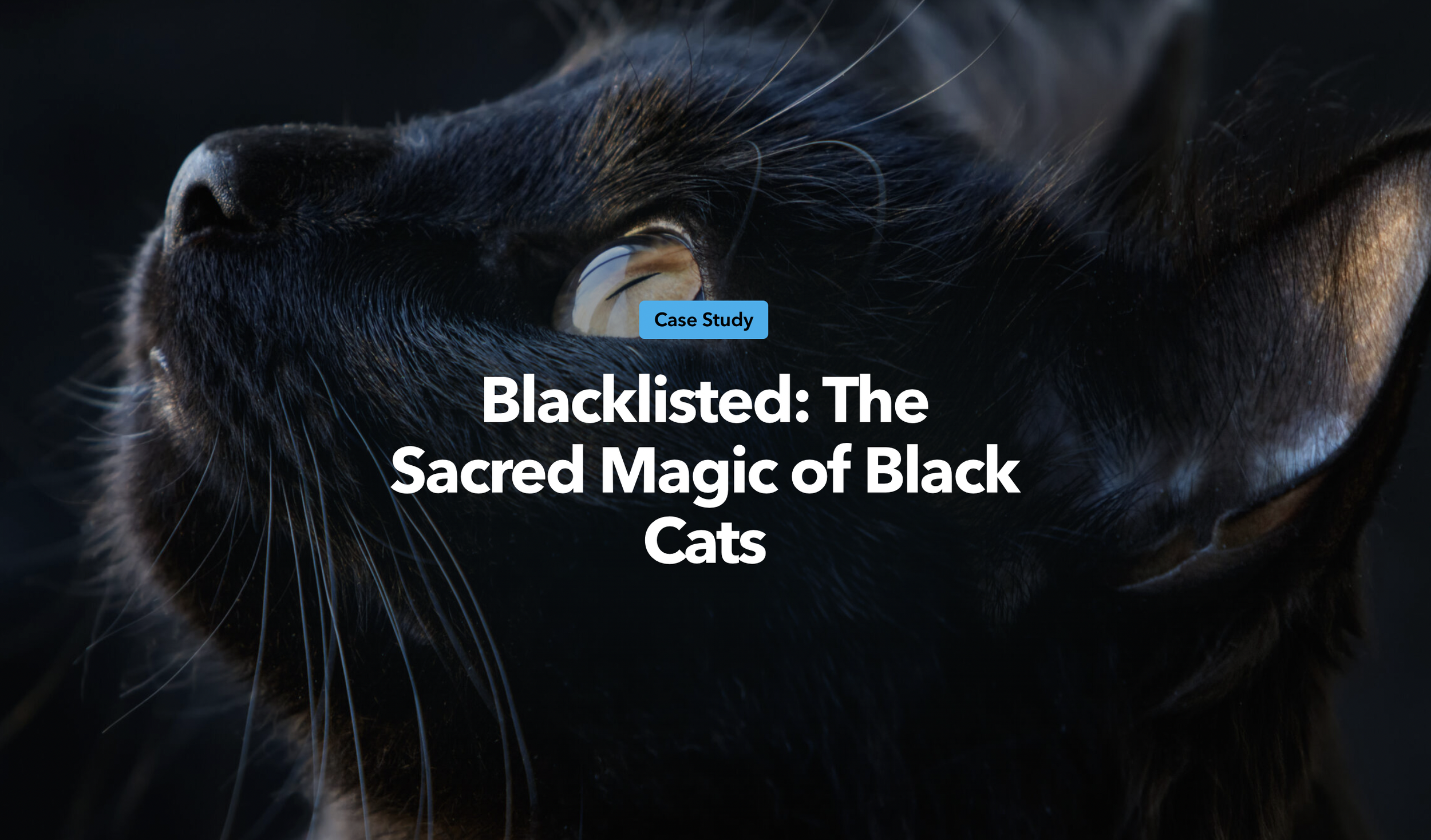 House of Black Cat Magic in Asheville, NC