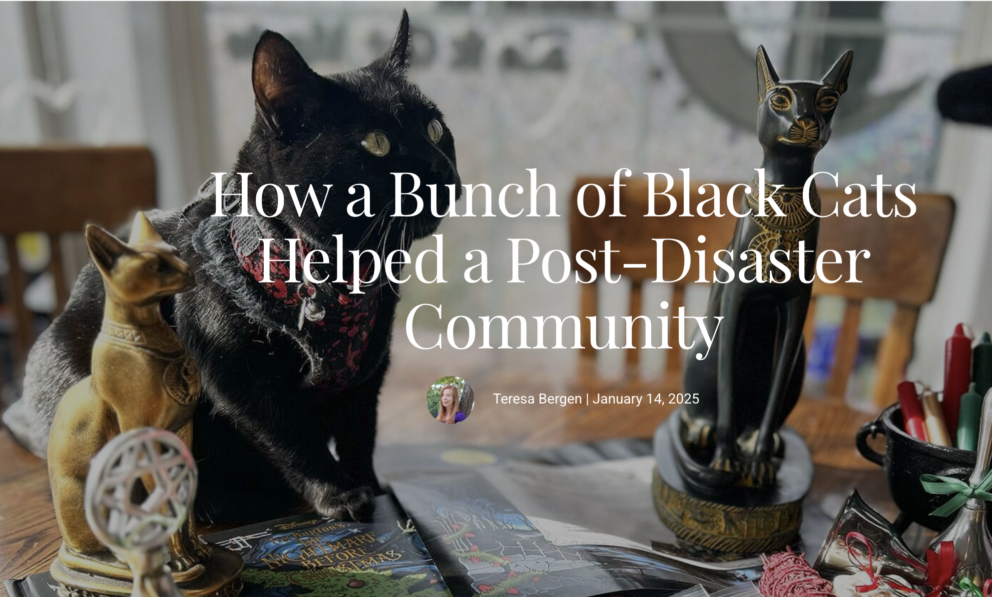 House of Black Cat Magic in Asheville, NC (3)
