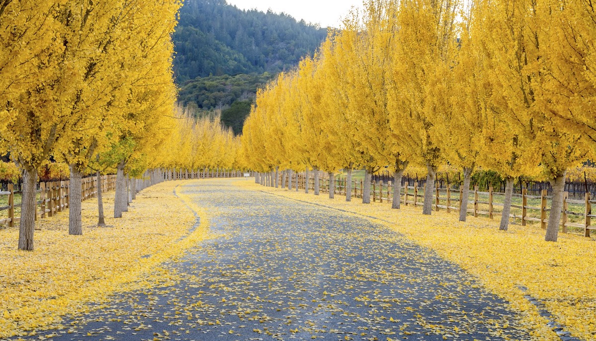 Gold Law, A Professional Corporation in Camarillo, CA