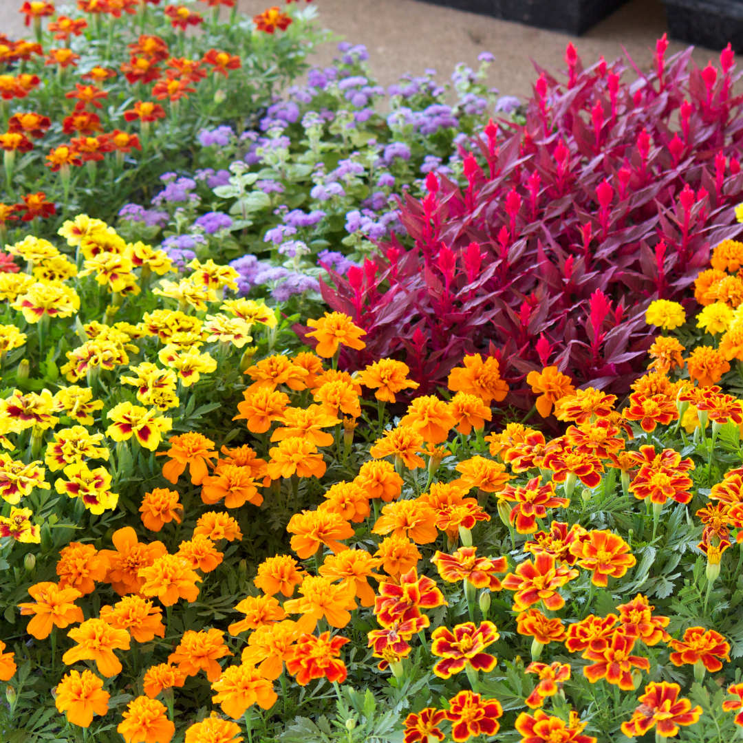 Doyle's Farm & Home Ace in New Richmond, WI