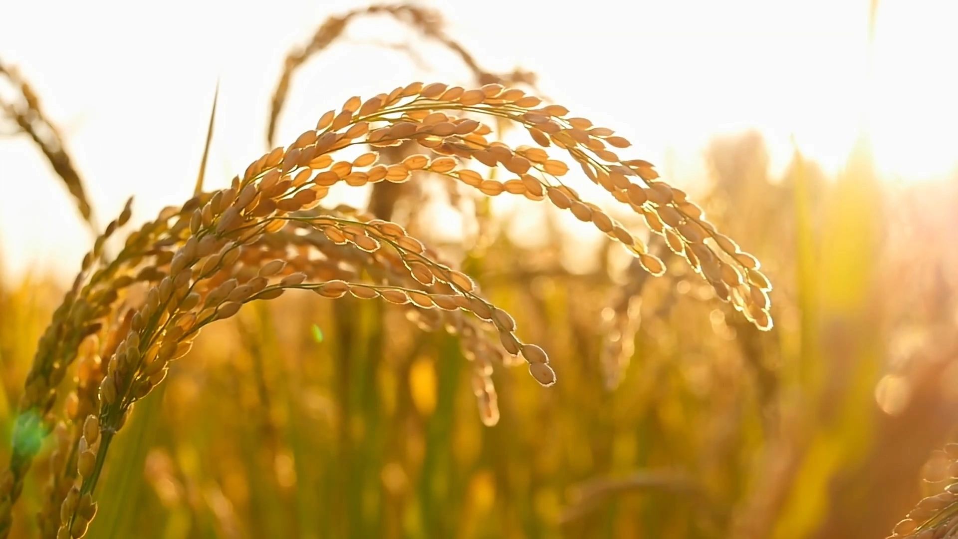 Colleton County Rice Festival in Walterboro, SC