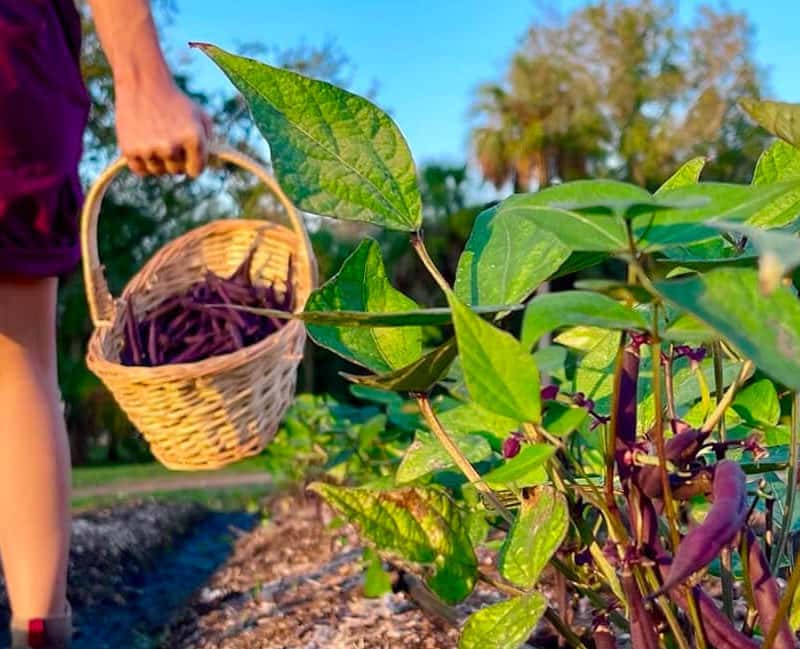 Fat Beet Farm Kitchen and Bakery in Tampa, FL (3)