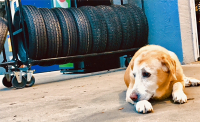 Weiseman's Total Auto Care in Dunnellon, FL (2)
