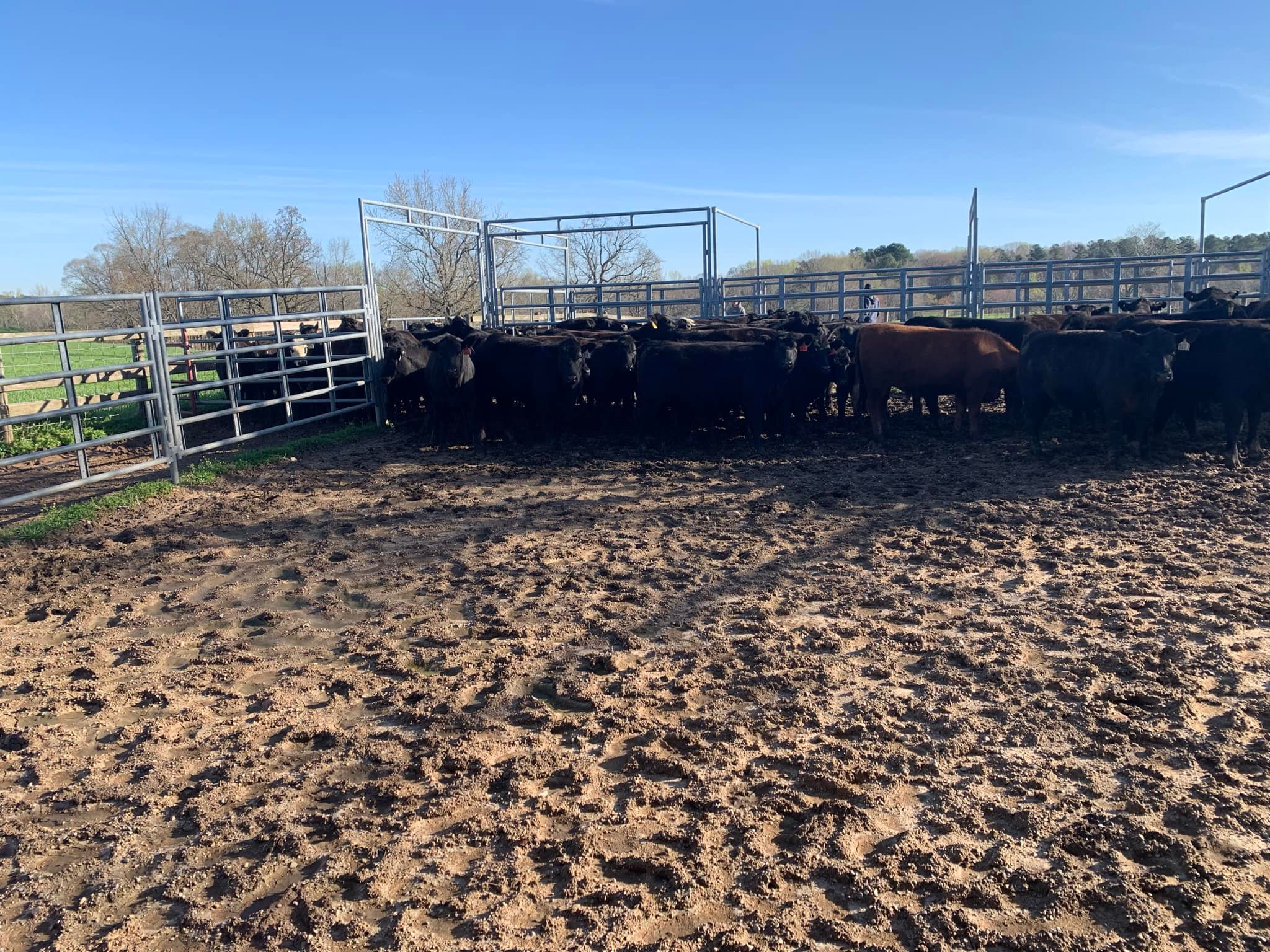 Mack Haymaker Cattle Co. in Auburn, AL