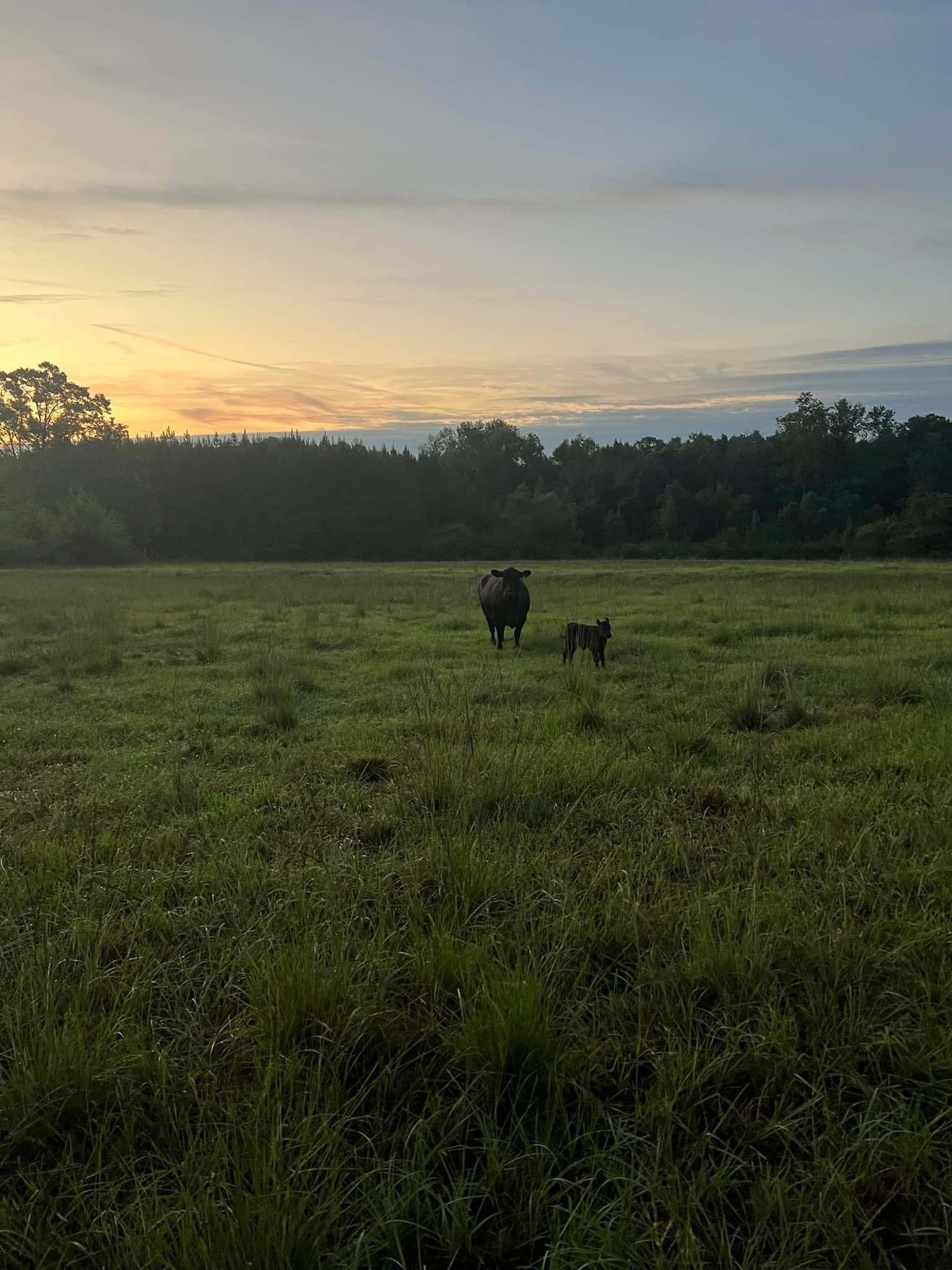 Mack Haymaker Cattle Co. in Auburn, AL (2)