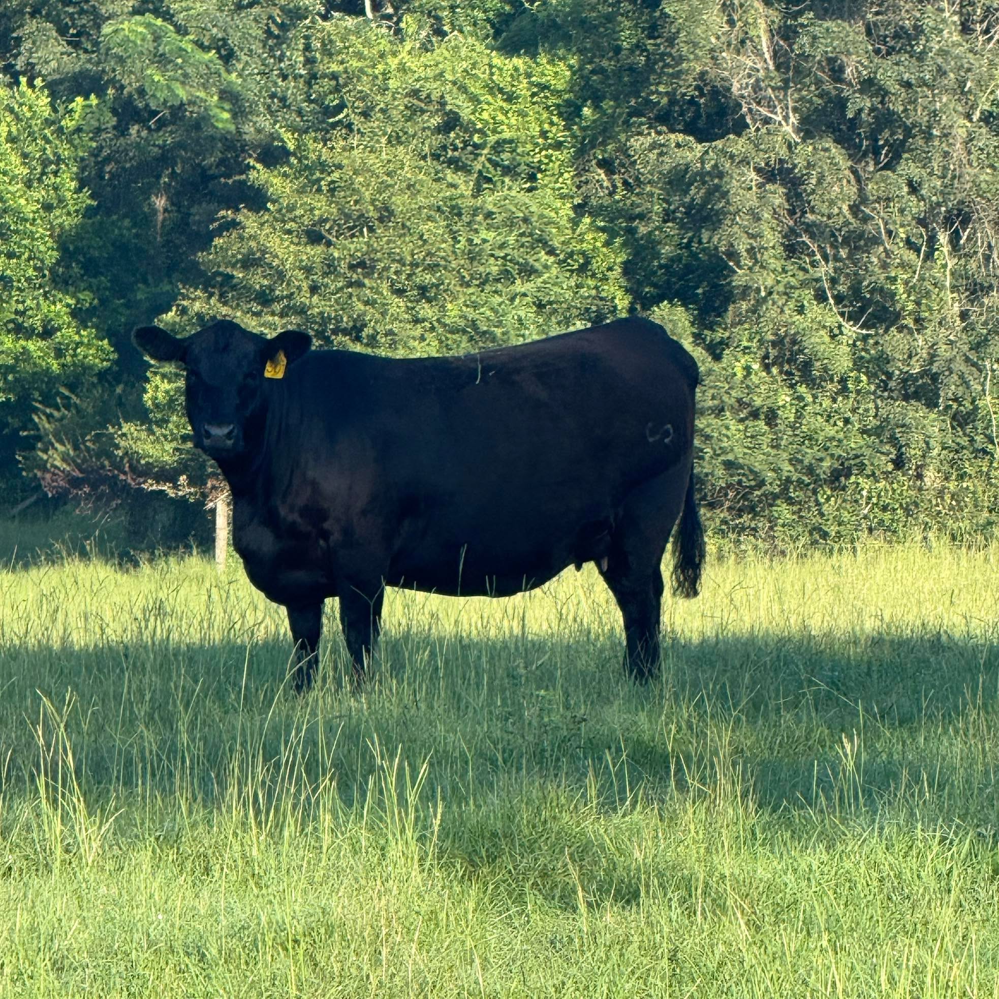 Mack Haymaker Cattle Co. in Auburn, AL (6)