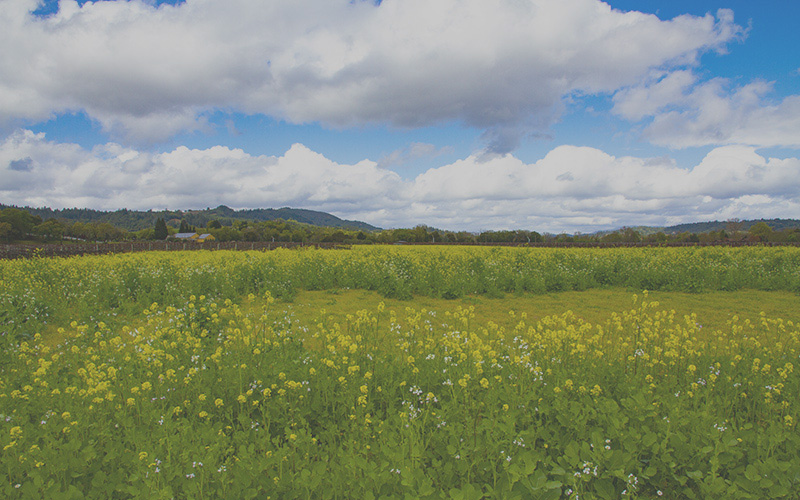 Passalacqua, Mazzoni, Gladden, Lopez & Maraviglia, LLP in Healdsburg, CA