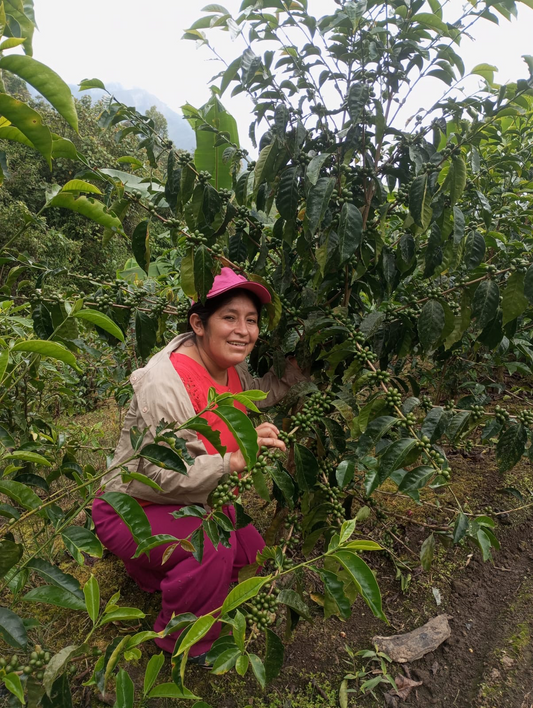 Moonwake Coffee Roasters in San Jose, CA (3)