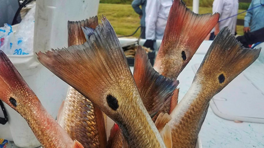 Castaway Lodge, Inc. in Seadrift, TX (4)