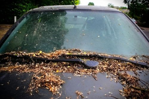 Maculate Mobile Auto Detailing in Clayton, CA (6)