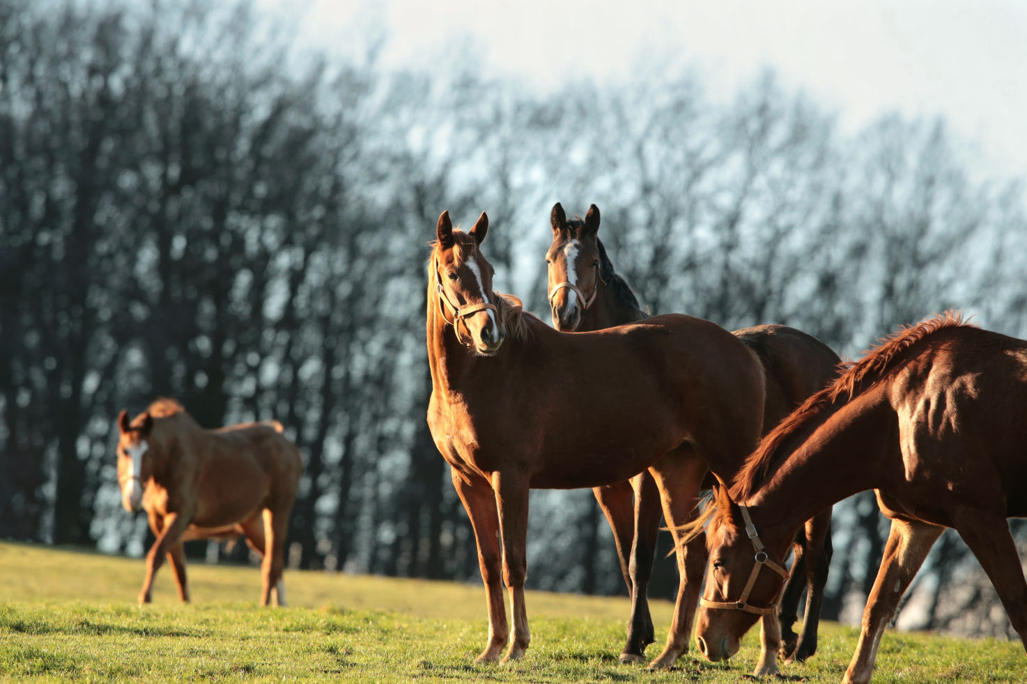 A Place for Dreamers Horseback Ride & Trail Ride in Needville, TX