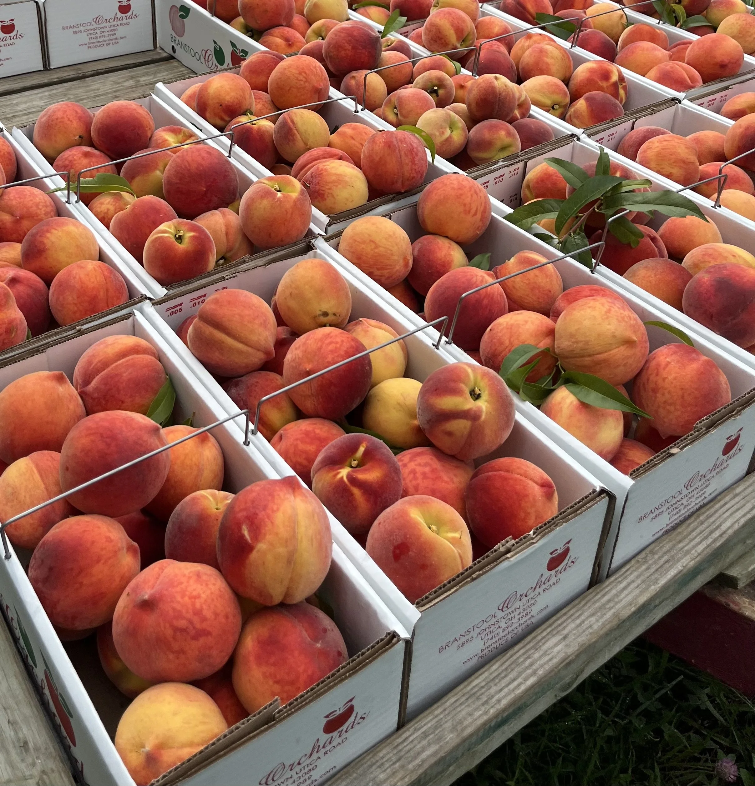 Branstool Orchards in Utica, OH (2)
