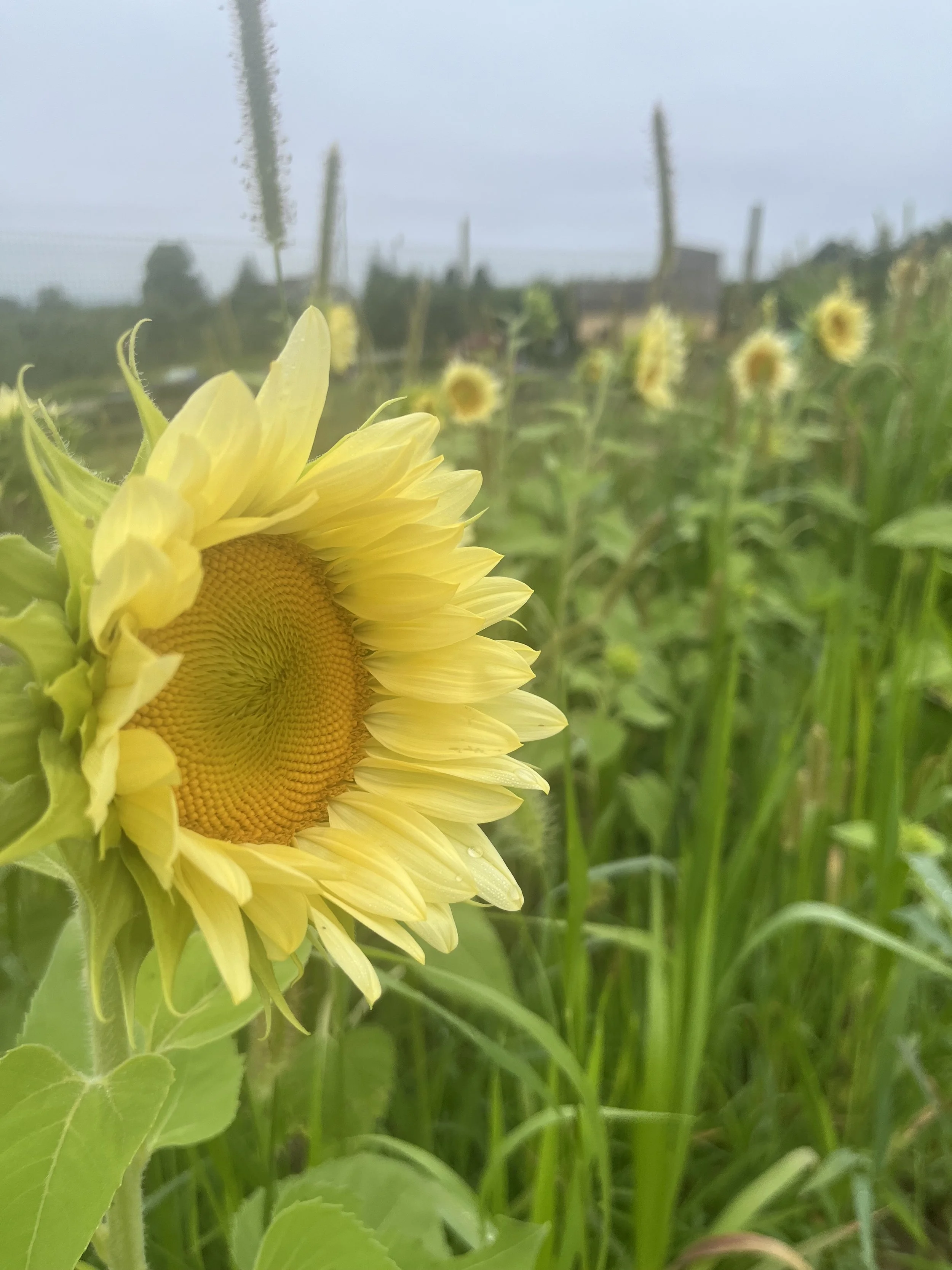 Branstool Orchards in Utica, OH (6)