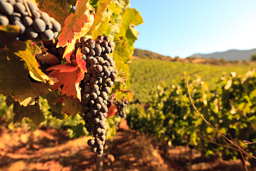 Make Wine With Us in Wallington, NJ (5)