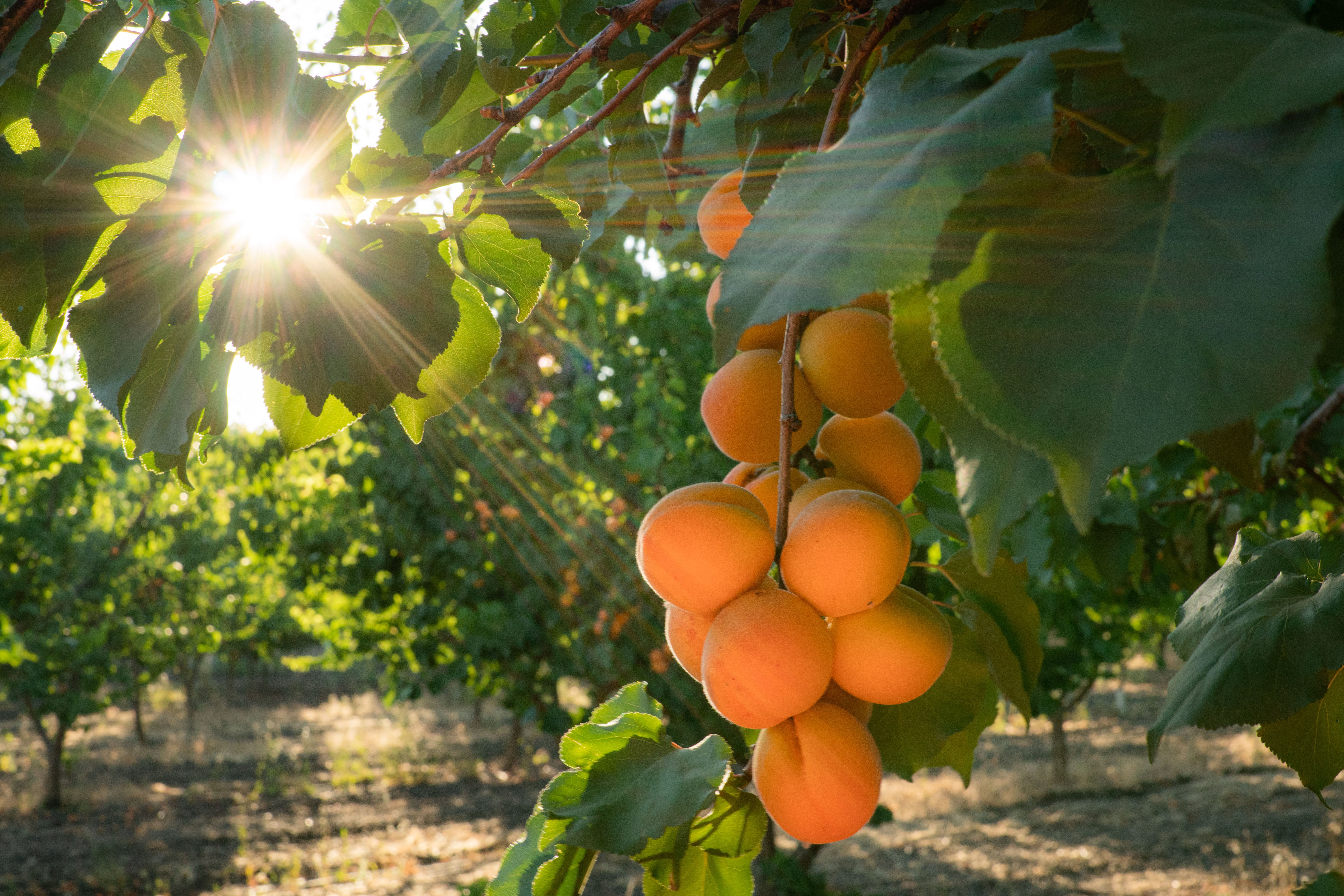 B & R Farms in Hollister, CA (3)